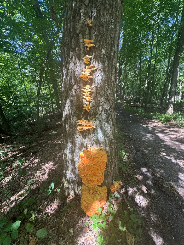 chicken of the woods · August 2026 · photo: Photo: no rights reserved · iNaturalist