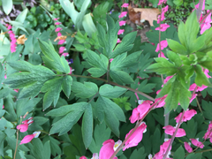 Lamprocapnos spectabilis