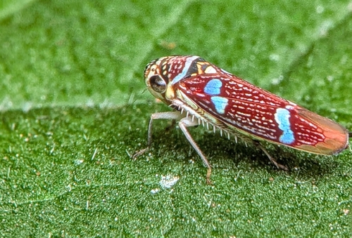 Macugonalia leucomelas