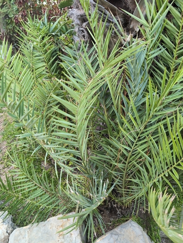 Date Palm
