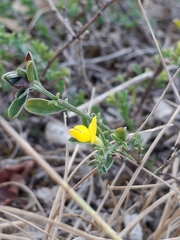 (c) Lieven Decrick, some rights reserved (CC BY) Genista pilosa, photograph (c) Lieven Decrick, some rights reserved (CC BY)