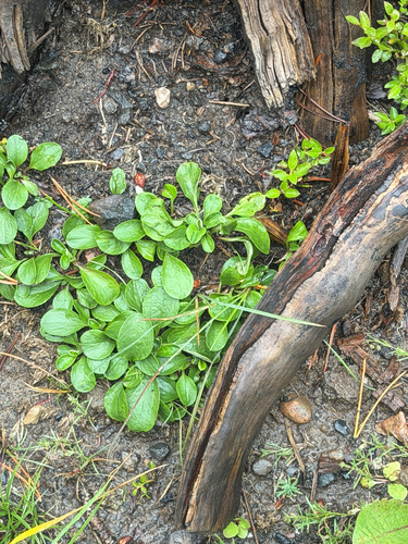 Antennaria racemosa, 2026-08-14