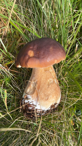 King Bolete