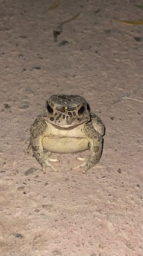 Mauritanian Toad