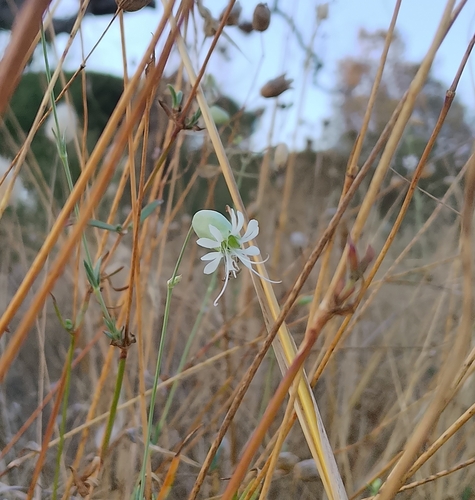 bladder campion