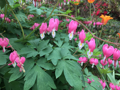 Lamprocapnos spectabilis