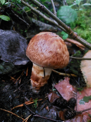red-banded webcap