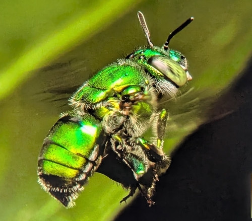 Euglossa cordata