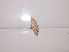 Herpetogramma cynaralis