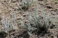 Krascheninnikovia ceratoides, photograph (c) Dr. Alexey Yakovlev, some rights reserved (CC BY)
