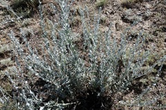 Krascheninnikovia ceratoides