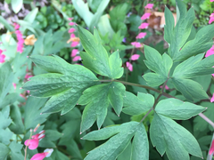 Lamprocapnos spectabilis