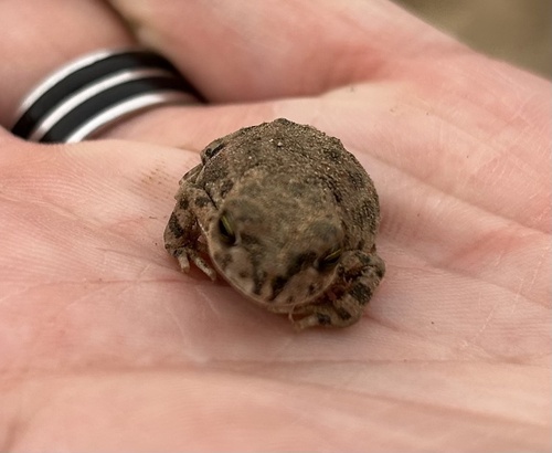 African Green Toad