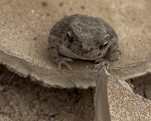 Mauritanian Toad