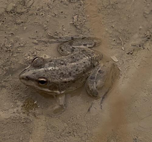 Sahara Frog