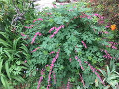 Lamprocapnos spectabilis