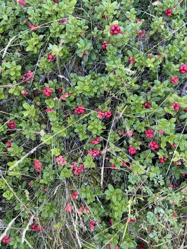 Lingonberry