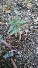 Hylotelephium telephium