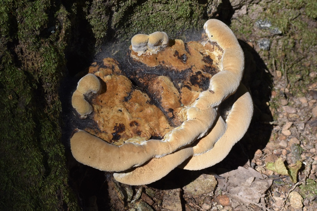 Ganoderma sessile · August 2026 · photo: Photo: (c) northerly, some rights reserved (CC BY) · iNaturalist