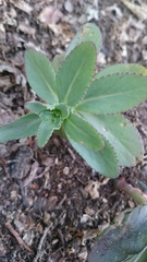 Hylotelephium telephium