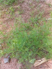 Cyclospermum