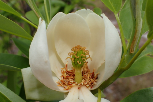 Magnolia virginiana