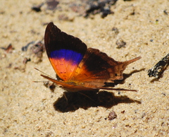 Marpesia furcula