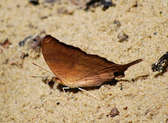 Marpesia furcula