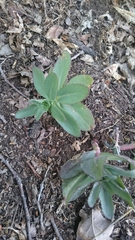 Hylotelephium telephium