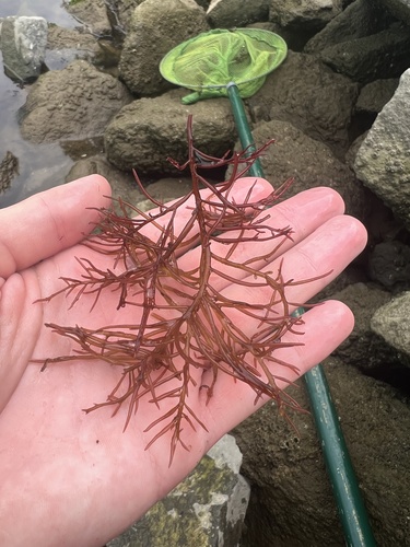 Agardhiella subulata observed 2026-08-19