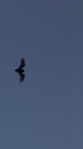Common Noctule