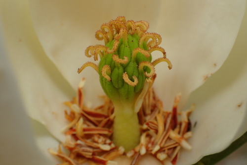 Magnolia virginiana