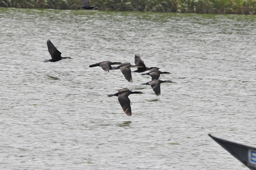 iNaturalist image