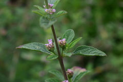 Lantana fucata
