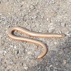 Anguis fragilis