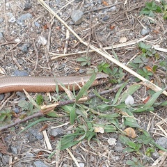 Anguis fragilis