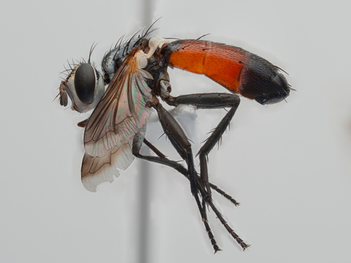 Cylindromyia intermedia
