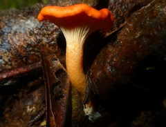 Cantharellus guyanensis