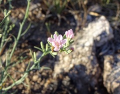 Stephanomeria tenuifolia