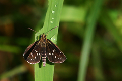 Astictopterus stellata