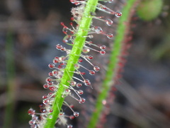 Drosera filiformis