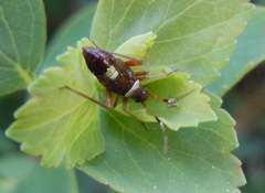 Closterotomus biclavatus