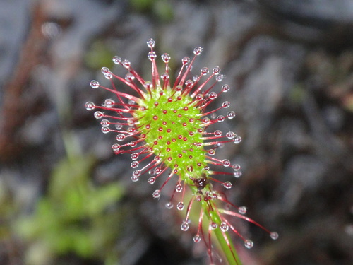 Drosera intermedia