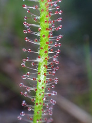 Drosera filiformis