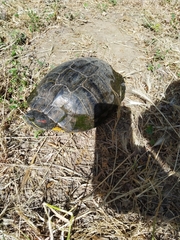 Trachemys scripta elegans