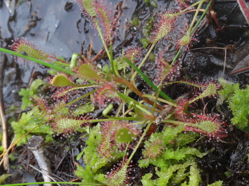 Drosera intermedia