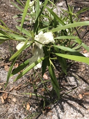 Asimina angustifolia
