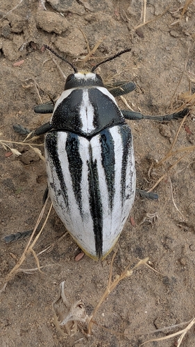 Julodis cailliaudi