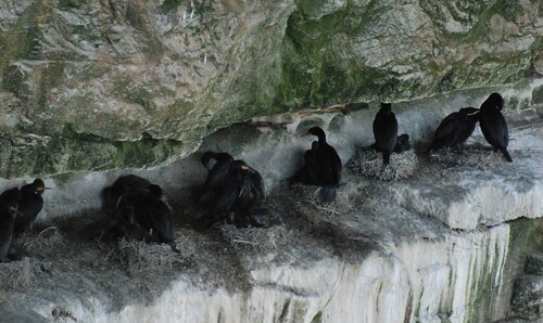 iNaturalist image