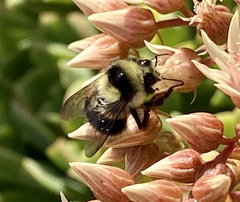 Bombus melanopygus
